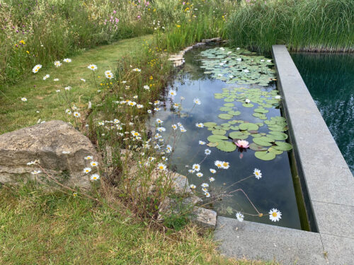 A view on the regeneration zone of the natural swimming pool built in East Sussex by construction company River.ODP