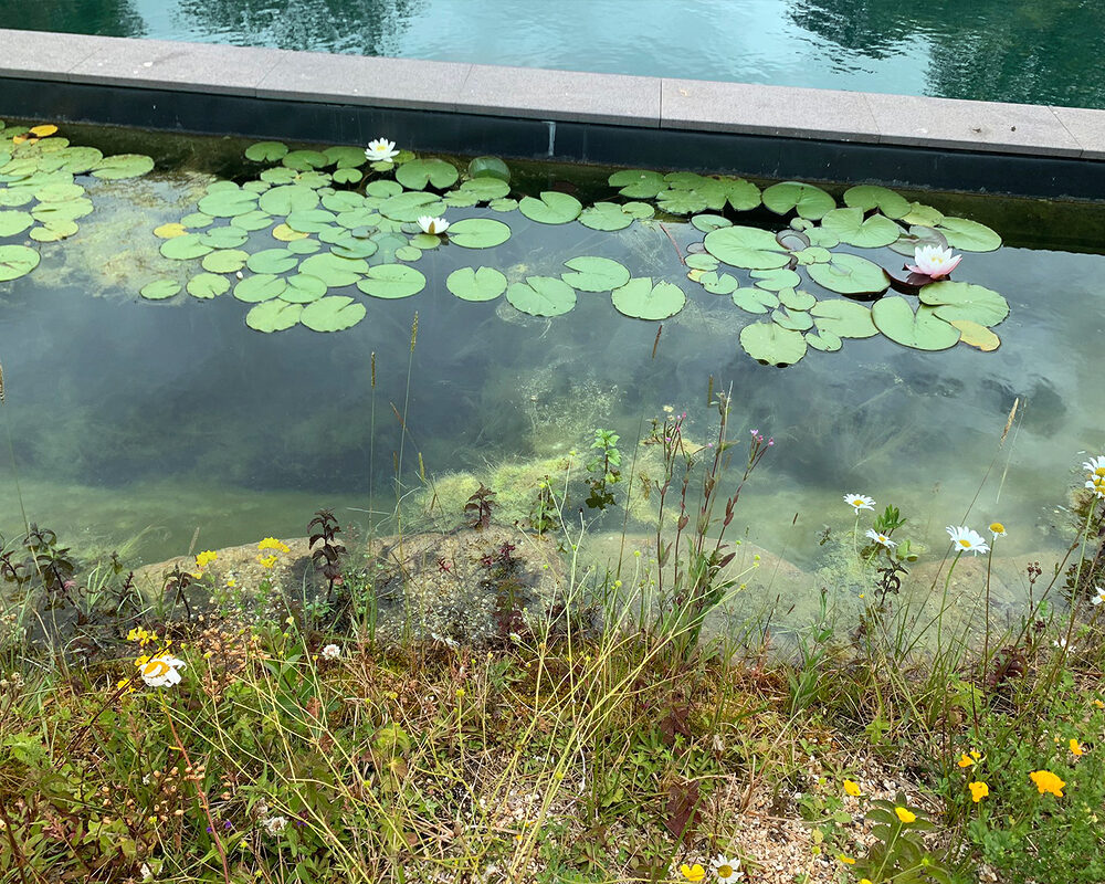 Regeneration zone of the natural swimming pool built in East Sussex by construction company River.ODP