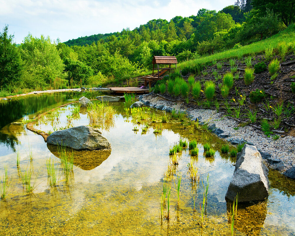 Regenerating zone of a Natural swimming pond constructed in countryside in Kent by building company River ODP