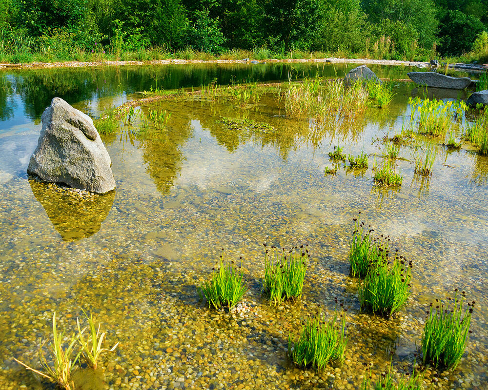Regenerating zone of the Natural swimming pond constructed in countryside in Kent by building company RiverODP